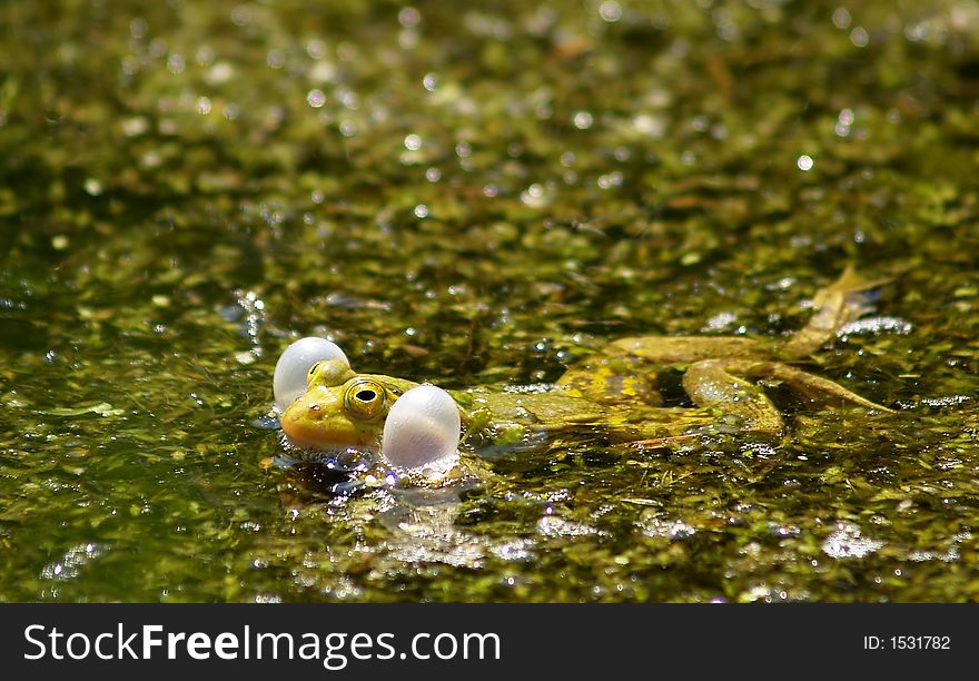 Little green frog in green swamp