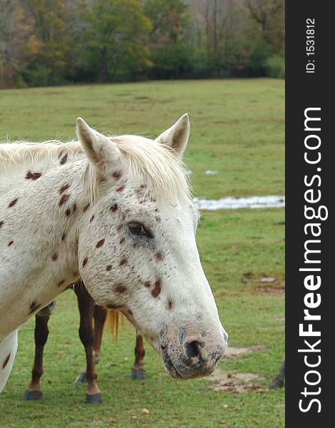Head shot of spotted american horse. Head shot of spotted american horse