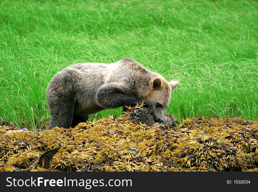 Grizzly bear in search of salmon