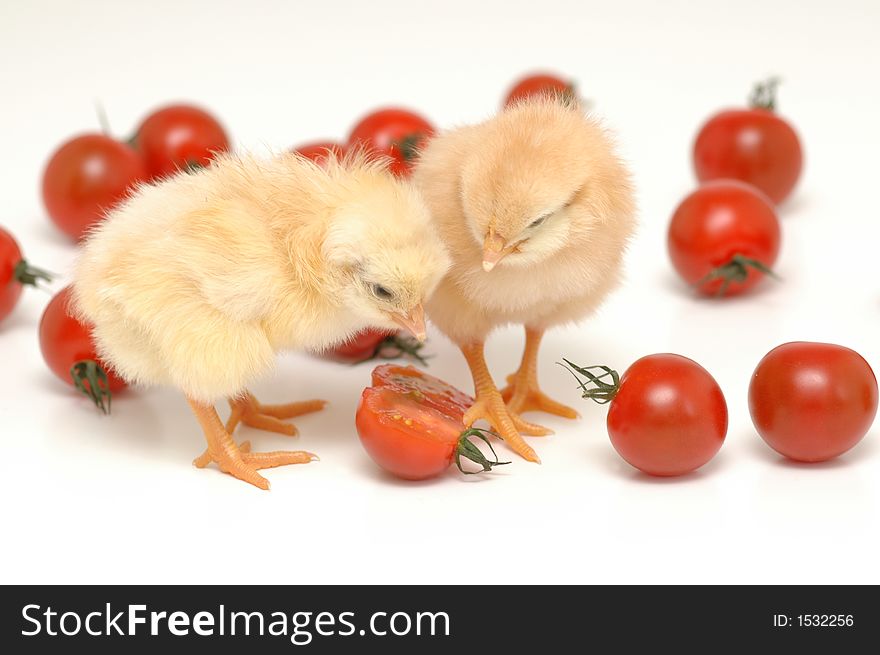 couple of chickens are eating tomatoes. couple of chickens are eating tomatoes