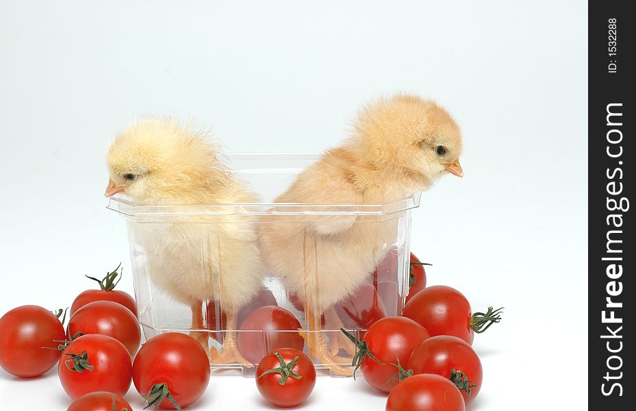 Chickens are watching tomatoes on white background