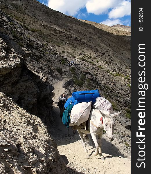 Mule used in a himalyan trekking. Ladakh, India. Mule used in a himalyan trekking. Ladakh, India.