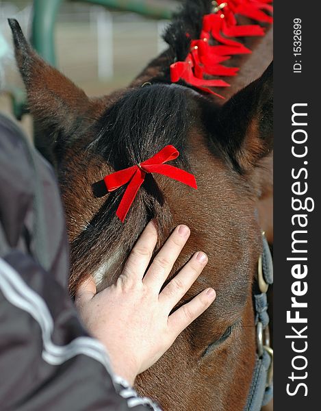 Hand on horse's face while putting Christmas bows on his mane and forelock for Christmas attire. Hand on horse's face while putting Christmas bows on his mane and forelock for Christmas attire.