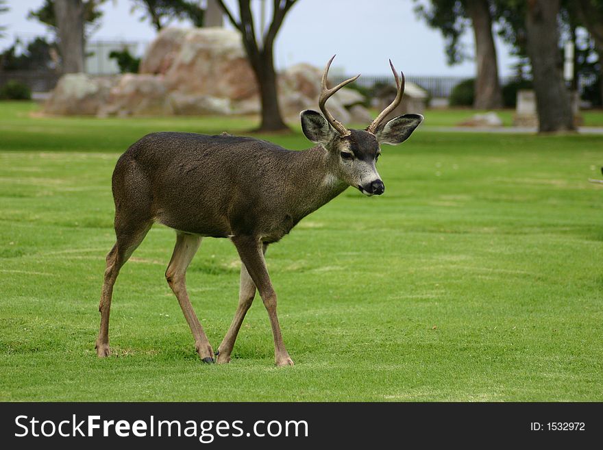 A Buck walks along in a cemetery in Pacific Grove, California. A Buck walks along in a cemetery in Pacific Grove, California