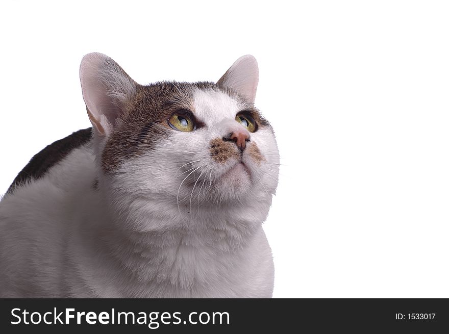 An adorable cat isolated against a white background. An adorable cat isolated against a white background.