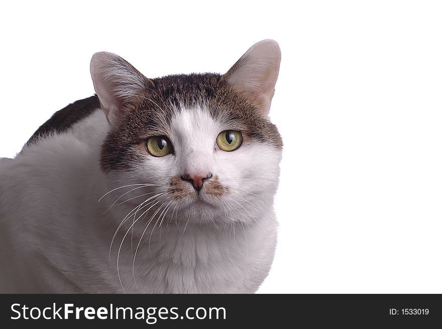 An adorable cat isolated against a white background. An adorable cat isolated against a white background.