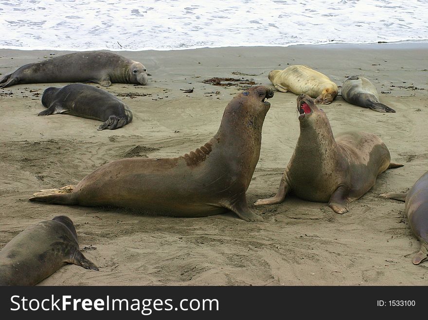 Two Elephant Seals fight on the beach. Two Elephant Seals fight on the beach.