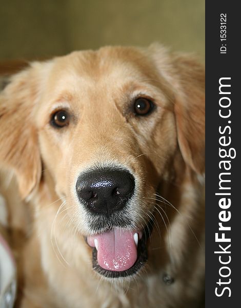 A  close up of a happy golden retriever. A  close up of a happy golden retriever