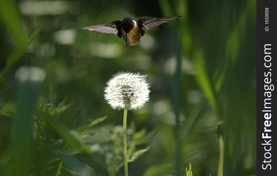 Hummingbird checking out a dandelion. Hummingbird checking out a dandelion