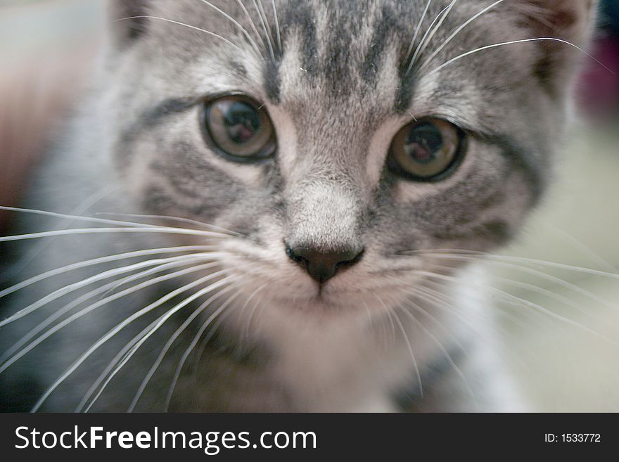 Detail - close up of kittens face looking curiously at something