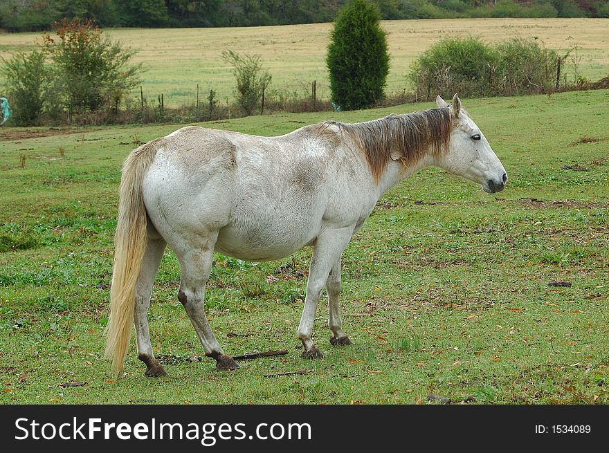 Old Gray Mare