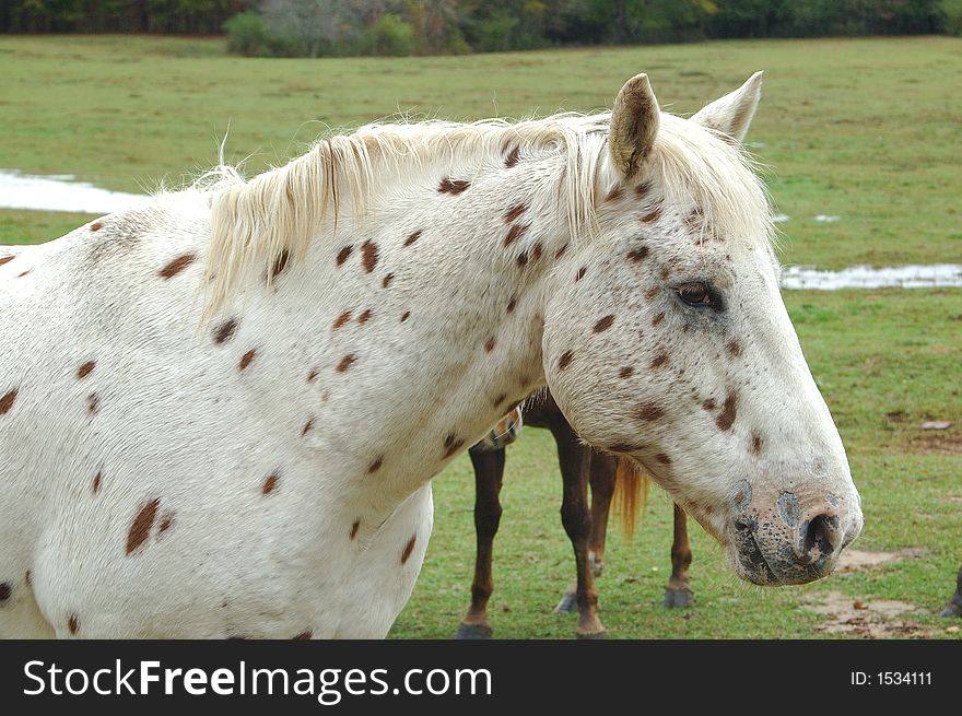 Side shot of apaloosa type spotted horse. Side shot of apaloosa type spotted horse.