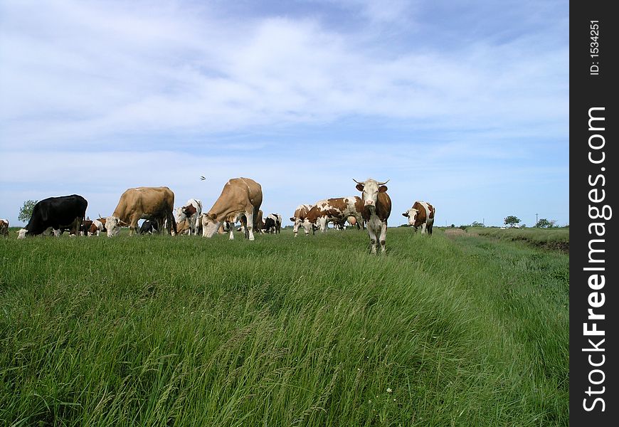 Milch Cows on grass-pasture. Milch Cows on grass-pasture