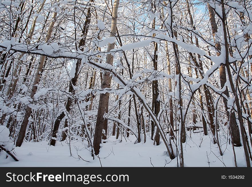 Trees in snow in winter, Russia. Trees in snow in winter, Russia