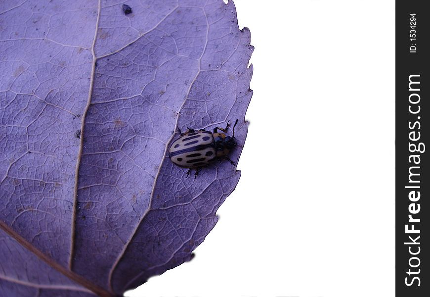 Beetle wandering around on a cottonwood tree leaf. Beetle wandering around on a cottonwood tree leaf