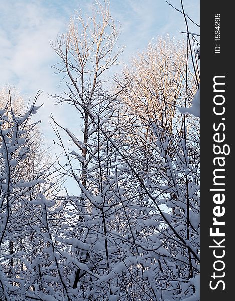 Trees in snow in winter, Russia. Trees in snow in winter, Russia