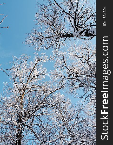 Trees in snow in winter, Russia. Trees in snow in winter, Russia