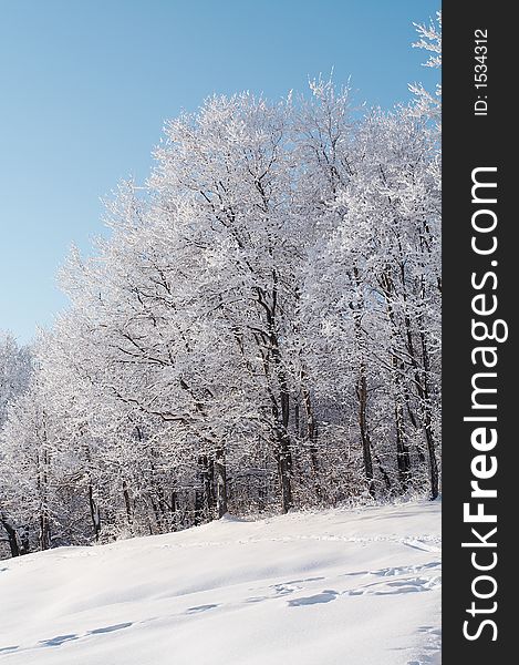 Trees in snow in winter, Russia. Trees in snow in winter, Russia