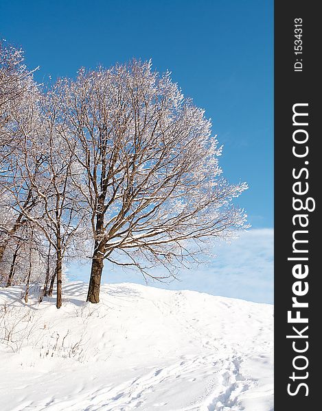 Trees in snow in winter, Russia. Trees in snow in winter, Russia