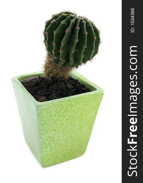 Cactus in a green pot over white background