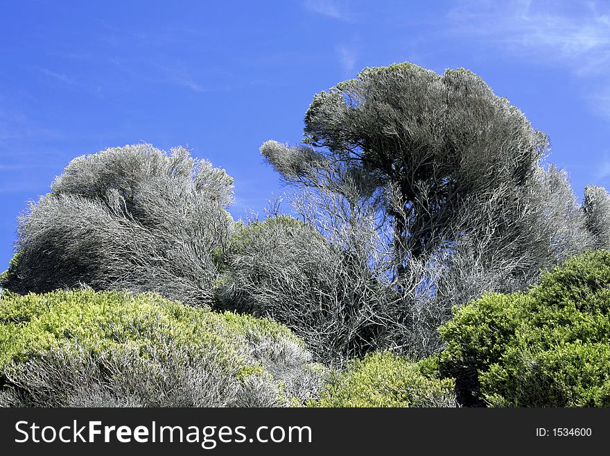 Green Trees In Front Of Clear Blue Sky, Outdoor Background