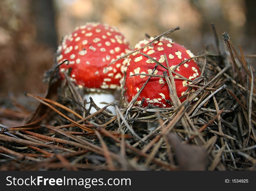 Two toadstools in forest bed