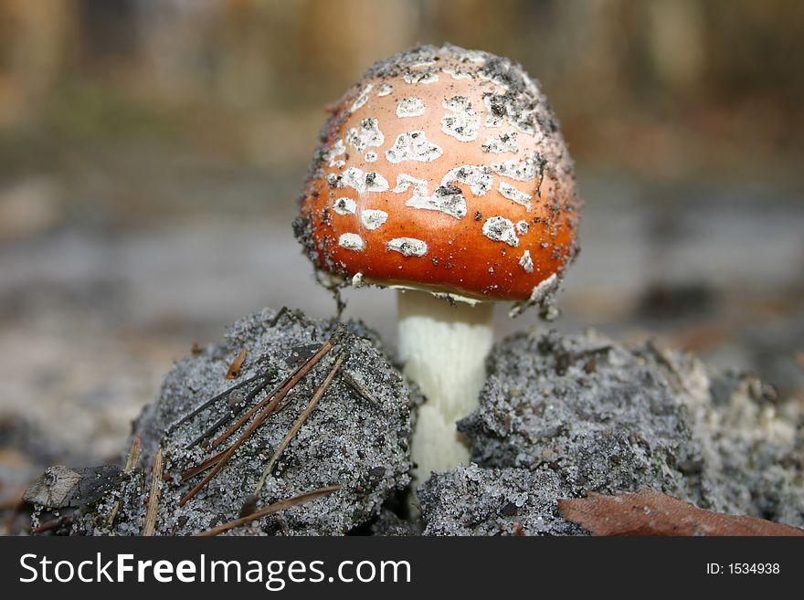 One Toadstool