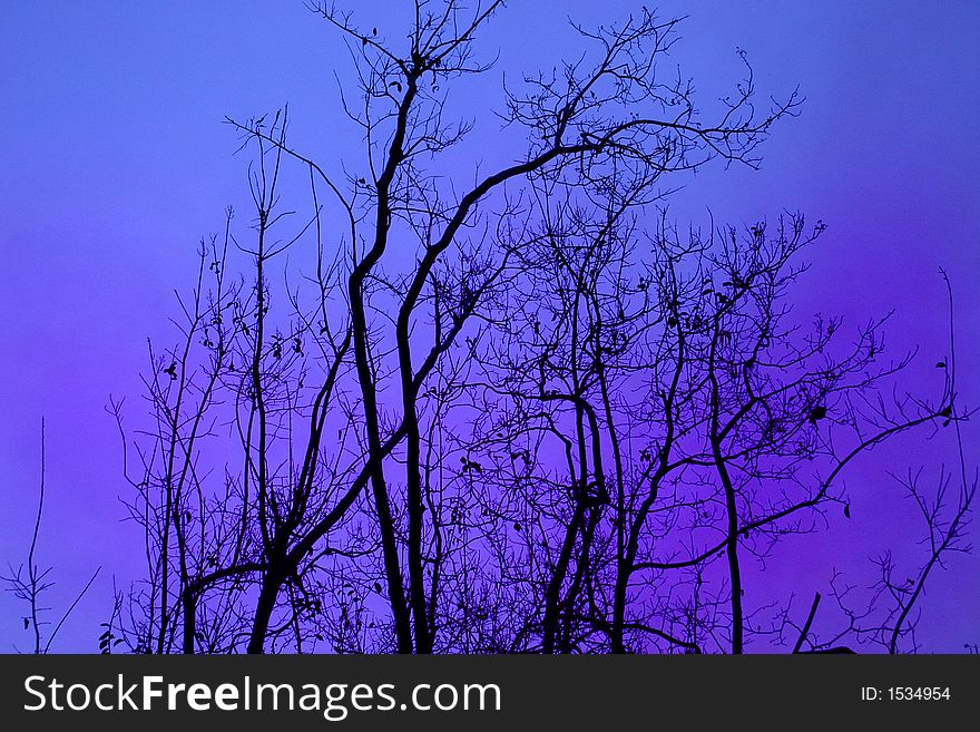 Nude branches against a dusky sky. Nude branches against a dusky sky