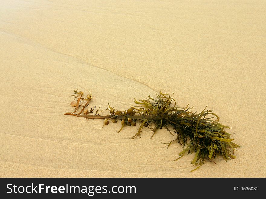Kelp washed up on the beach. Kelp washed up on the beach