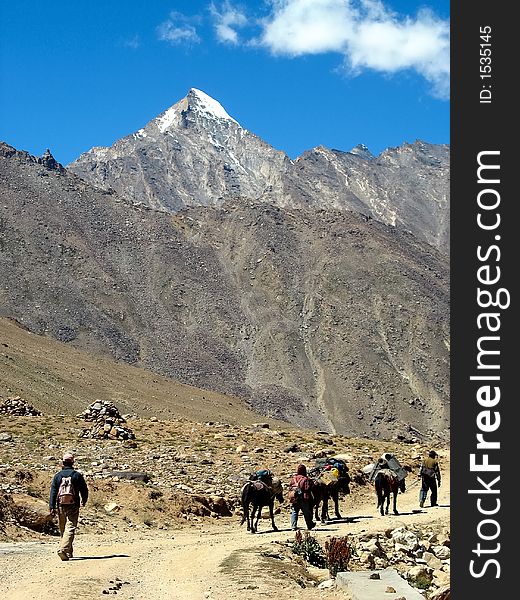 The horses of a trekker group, Ladakh, India.