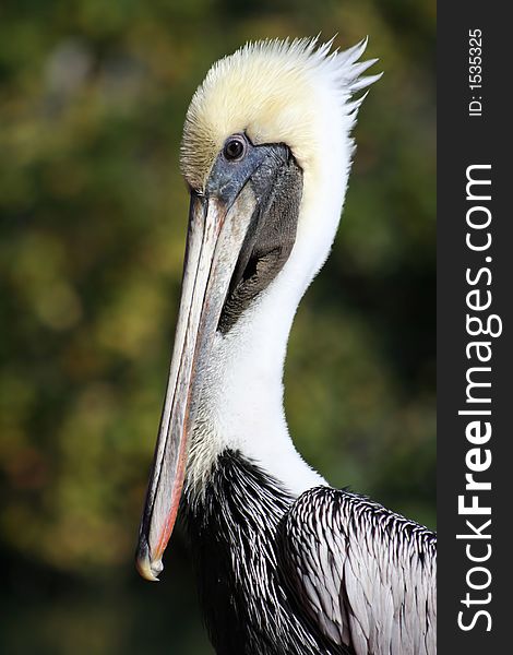 Photo of a pelican posing for the camera