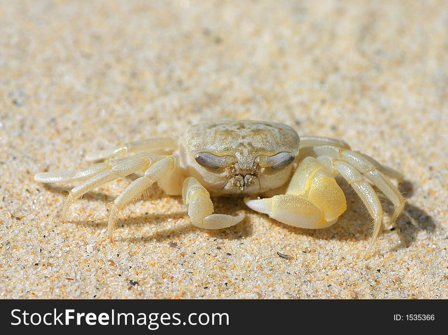 A close up of a  crab on a sandy beach. A close up of a  crab on a sandy beach