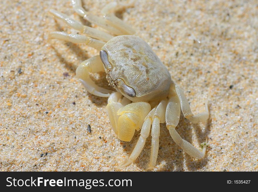 Close up of crab on a sandy beach. Close up of crab on a sandy beach