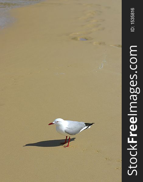 Seagull Standing on the Sandy Beach. Seagull Standing on the Sandy Beach