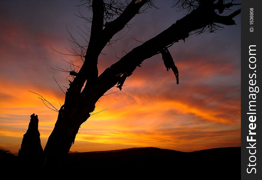 The sunset with a thorn tree in the foreground. The sunset with a thorn tree in the foreground