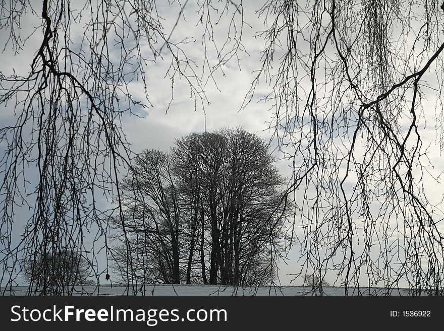 Trees against a grey sky in winter. Trees against a grey sky in winter