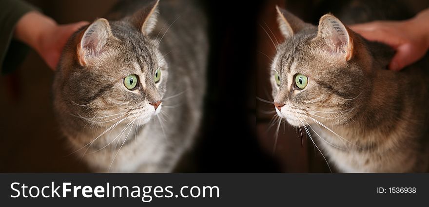 2 grey cats with green eyes (two pictures of the same cat)