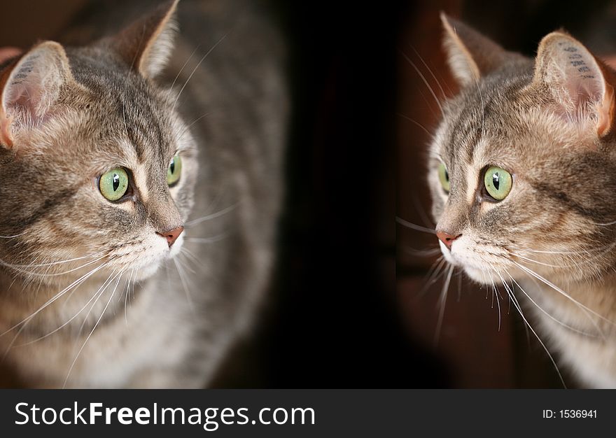 2 grey cats with green eyes (two pictures of the same cat)