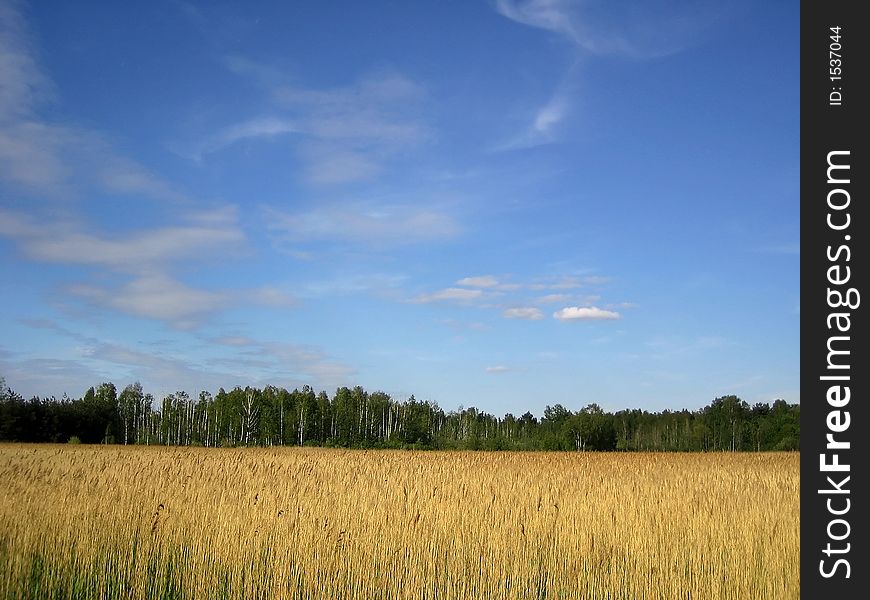 Big field of wheat under blue sky.