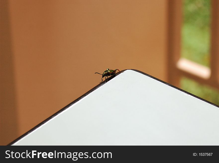 A colorful bug walks around edge of table.