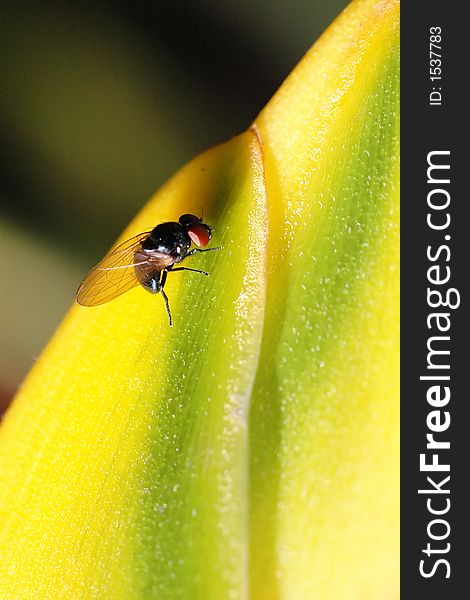 Fruit fly/ flies rest on a plant