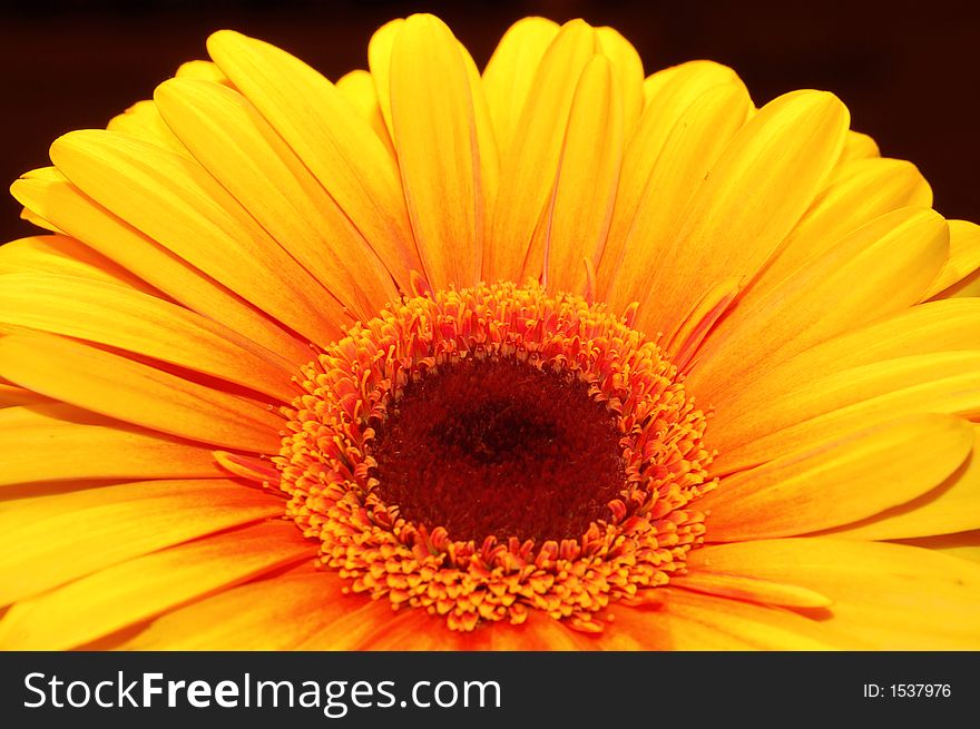 Macro shot of a beautiful orange daisy