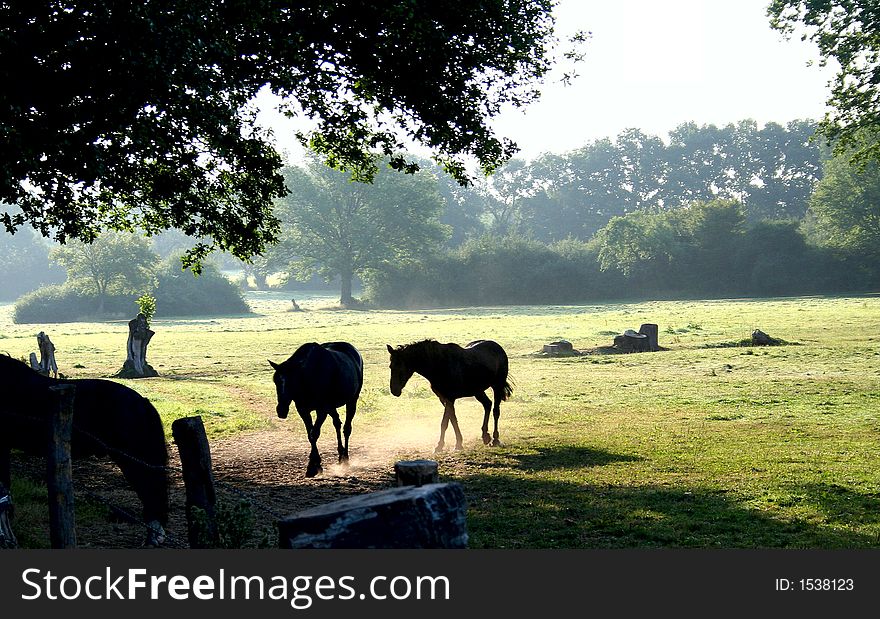 Pair of horses on a meadow in the morning dust. Pair of horses on a meadow in the morning dust