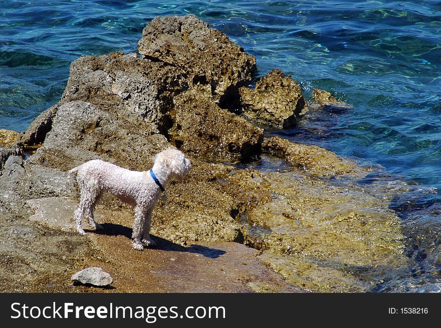 Little dog enjoy at the beach and sun. Little dog enjoy at the beach and sun