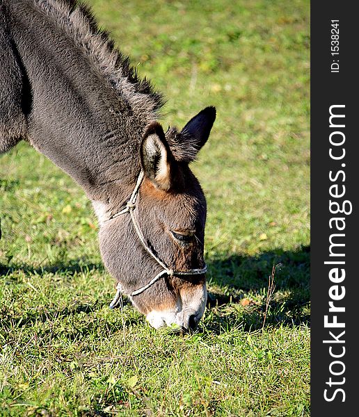 Portrait of a Donkey Pasturing. Portrait of a Donkey Pasturing