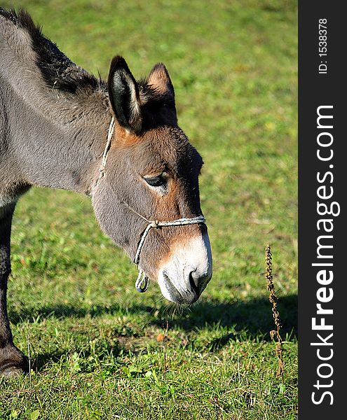 Portrait of a Donkey Pasturing. Portrait of a Donkey Pasturing