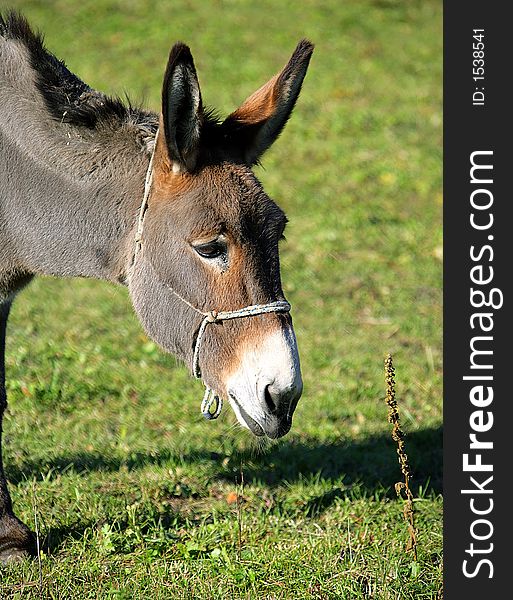Portrait of a Donkey Pasturing. Portrait of a Donkey Pasturing