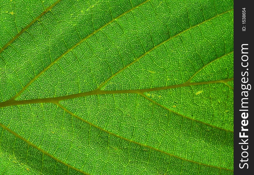 Leaf texture with the sun behind it