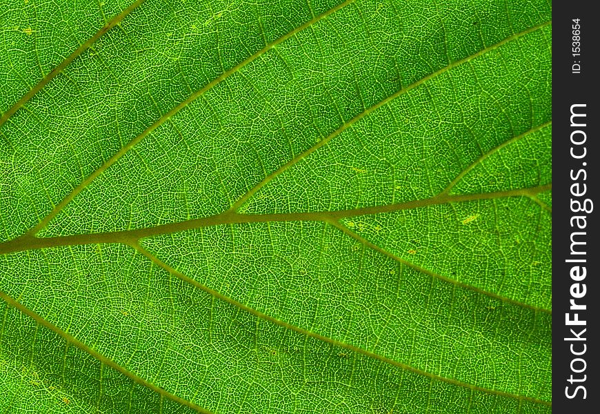 Leaf Texture