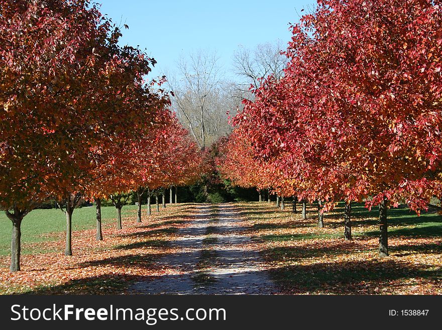 Fall Colors at Their Best. Fall Colors at Their Best